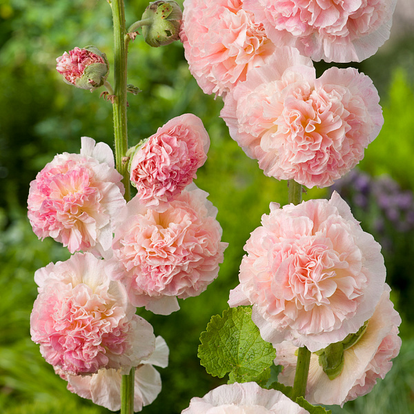 Шток-роза Розовая замша фото 3 