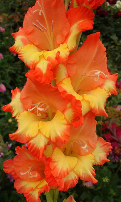 Гладиолус крупноцветковый Принцесс Маргарет Роуз фото Гладиолус крупноцветковый Принцесс Маргарет Роуз 