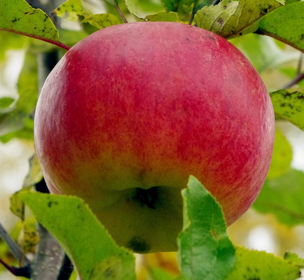 Сорт яблони красная ранняя фото и описание сорта