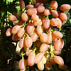 Виноград плодовый Кишмиш лучистый фото 1 