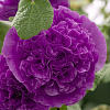 Шток-роза Виолет фото 3 