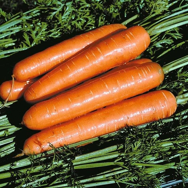 Морковь Королева осени фото 3 
