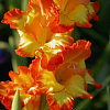 Гладиолус крупноцветковый Принцесс Маргарет Роуз фото 5 